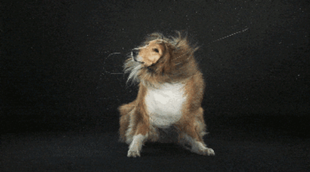 Soaking Wet Doggy GIF