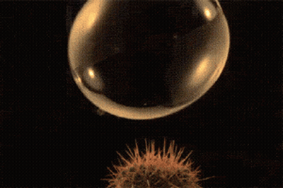 Soap Bubble Floating Over Cactus Plant GIF