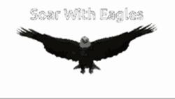 Soar With Eagles Flying GIF