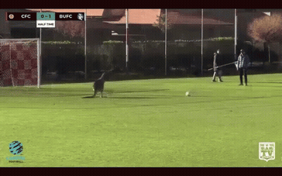 Soccer Game Between CFC And BUFC In Half Time GIF