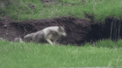 Soccer Player Helped Off Field By Two Men In Aya Shirts GIF