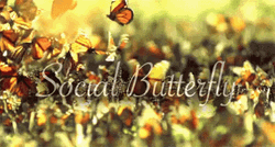 Social Butterfly Flying Meme GIF