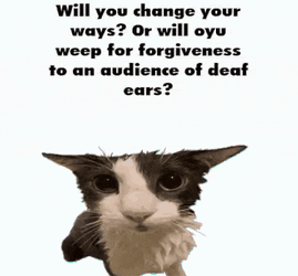 Soggy Cat Shark GIF