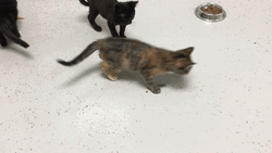 Somali Cat Attack Fight GIF