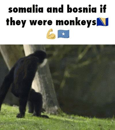 Somalia And Bosnia If They Were Monkeys With A Picture Of A Monkey GIF