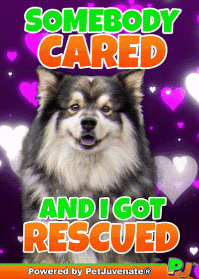 Somebody Cared And I Got Rescued Dog GIF