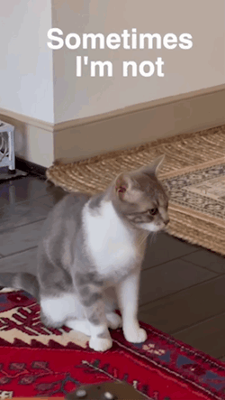 Sometimes I'm Not Cat Meowing GIF