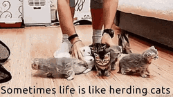 Sometimes Life Is Like Herding Cats Quotation GIF