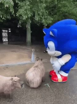 Sonic Feeding Capybara Meme GIF