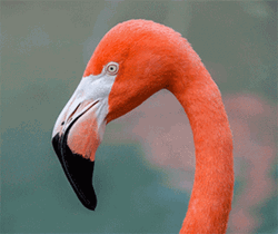 Soon Flamingo GIF