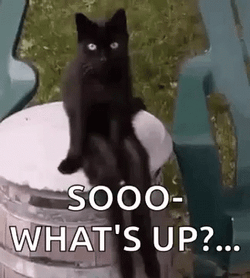 Soooo What's Up Black Cat GIF