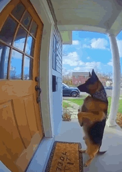 Sora Ai Ai Dog GIF
