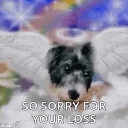 Sorry For Your Loss Angel Puppy GIF