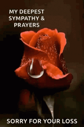 Sorry For Your Loss Red Rose Droplet GIF