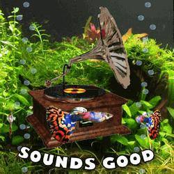 Sounds Good Vinyl Player Underwater GIF