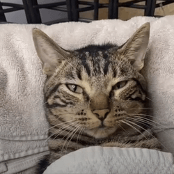 Spa Cat Relax Day Cucumber GIF