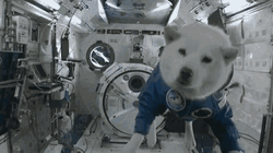 Space Floating White Dog Gravity