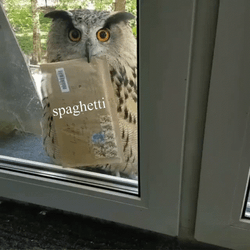 Spaghetti Mail Hedwig GIF