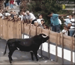 Spanish Fighting Bull Attack A Man GIF