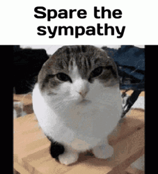 Spare The Sympathy You Didn't Have To Cut Me Off Meme GIF