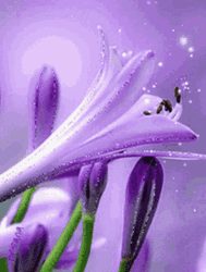 Sparkling And Blooming African Lily Flower GIF