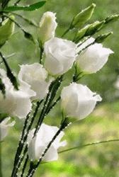 Sparkling Green Floral Background GIF