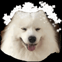 Sparkling Headdress On Samoyed  GIF