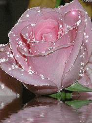 Sparkling Pink Rose Flower