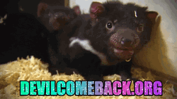 Sparkly Text Tasmanian Devil GIF