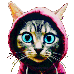 Spazcat Spazycat Sticker GIF