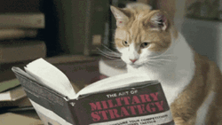 Sped Book Flipping Smart Cat GIF
