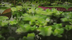 Sped Time Lapse Leaves Flowing GIF
