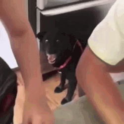 Speechless Dog Freaking Out GIF