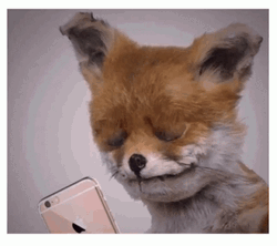 Speechless Fox Stop Motion Animation GIF