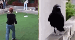 Speed Walking Crows GIF