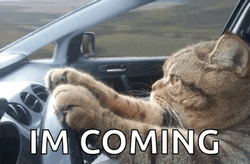 Speeding Car Cat Driving Serious Meme GIF