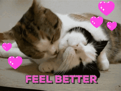 Speedy Recovery Get Well Soon Feel Better Cats GIF