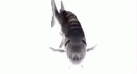 Speedy Spinning Gray Fish GIF
