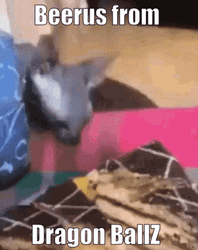 Sphynx Cat Looks Like Dragon Ball Beerus GIF
