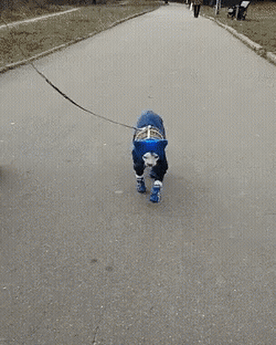 Sphynx Cat Sphinx GIF