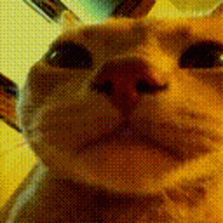 Sphynx Party Cat GIF