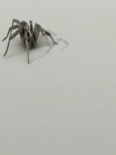 Spider GIF