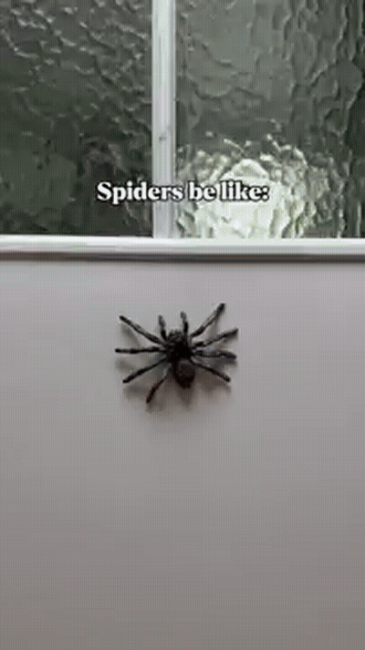 Spider Be Like GIF
