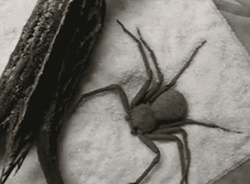 Spider Burying Itself GIF