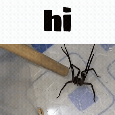 Spider Crawling Near Stick Saying Hi GIF