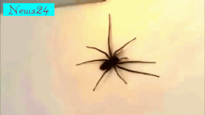 Spider Crawling On Wall With News24 Logo GIF