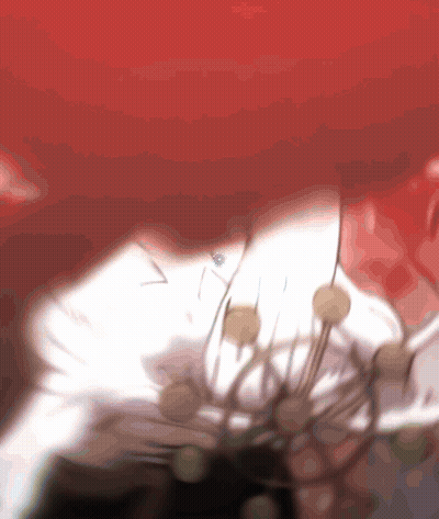Spider Crawling On White Flower Red Background GIF