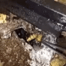 Spider Jumpscare Angry GIF