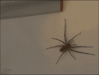 Spider Jumpscare Attacking Hand GIF