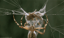 Spider Jumpscare Wrapping GIF
